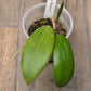 Hoya Bhutanica
