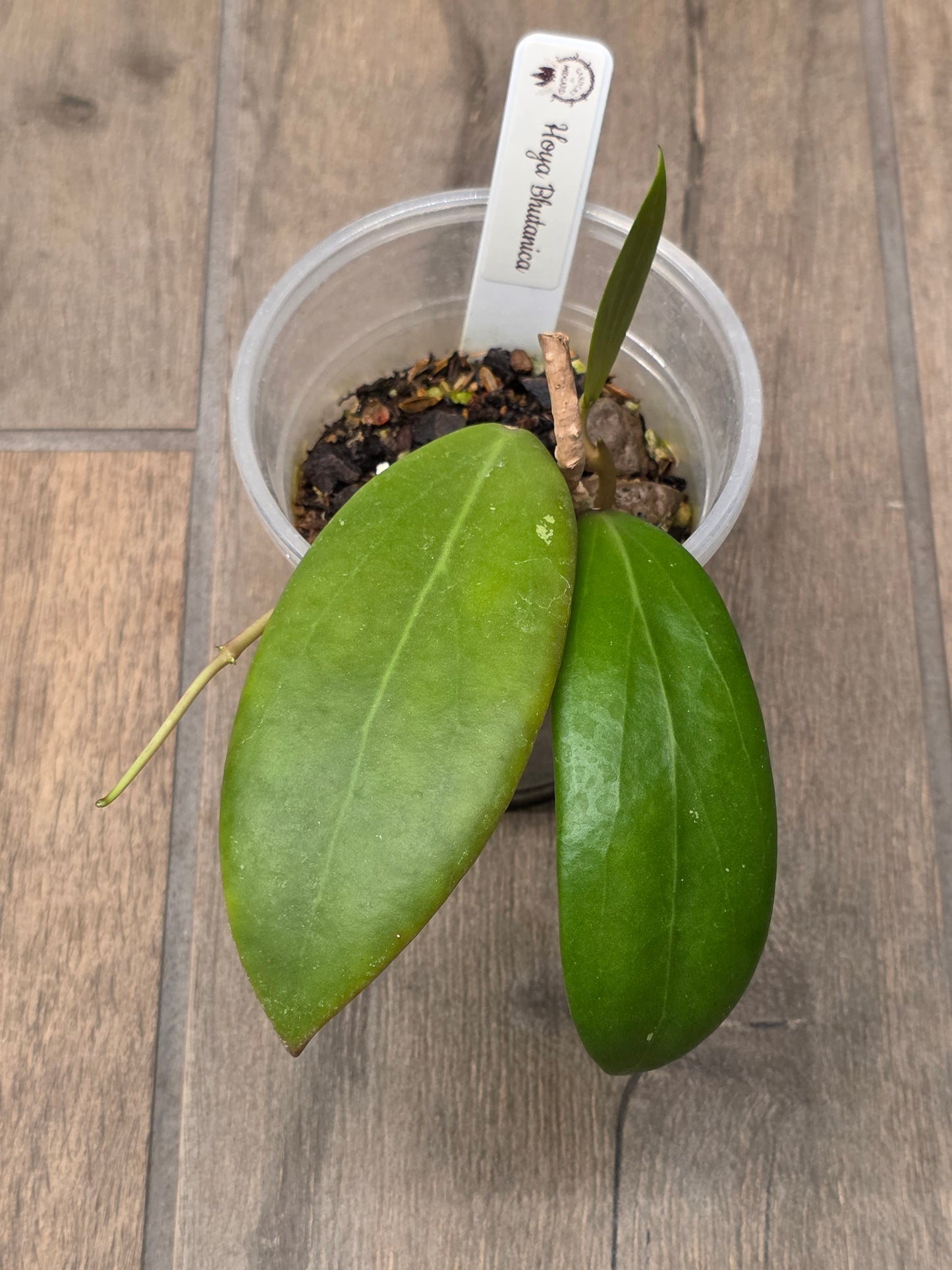 Hoya Bhutanica