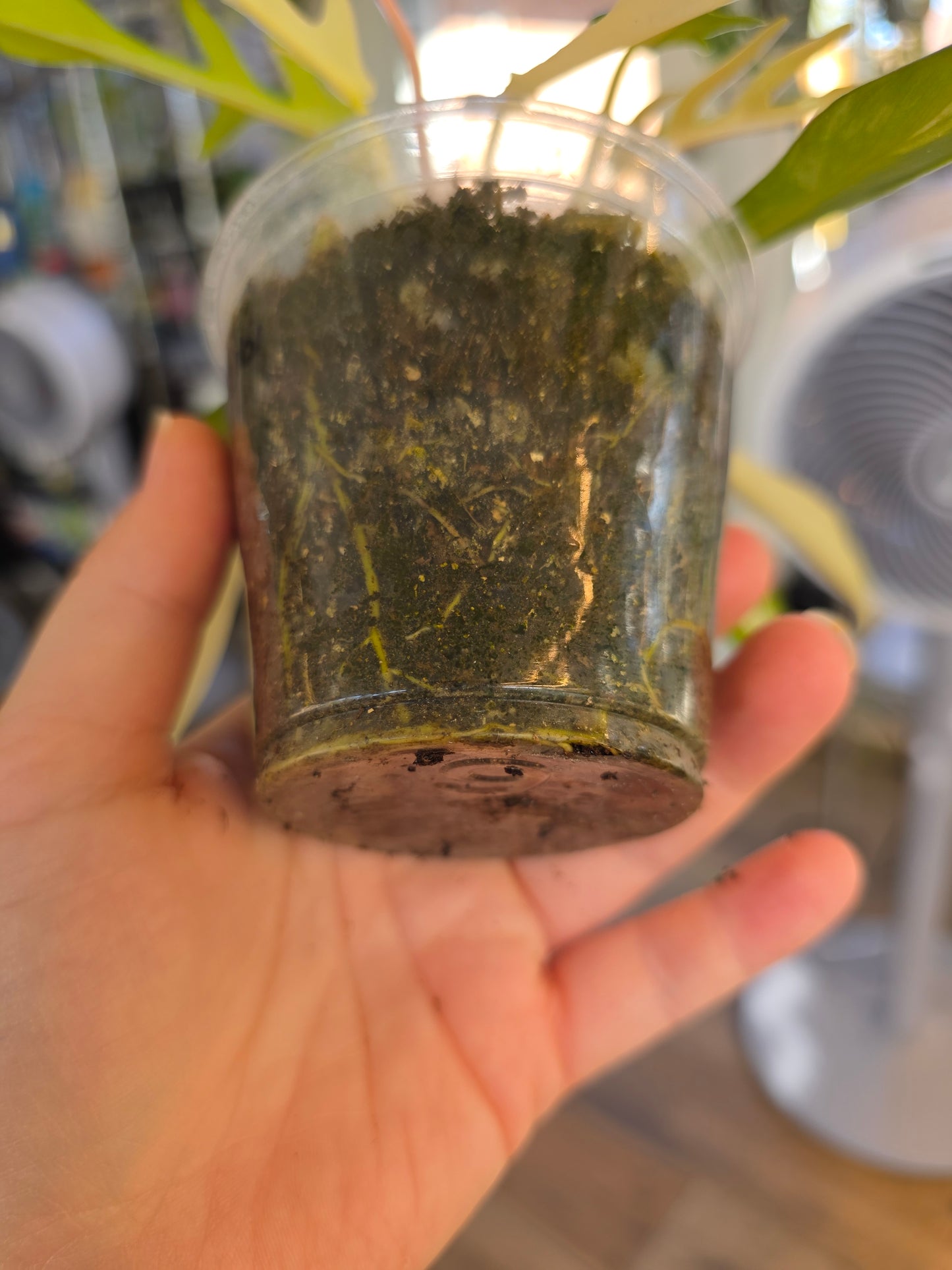 Philodendron Tortum X FL Beauty