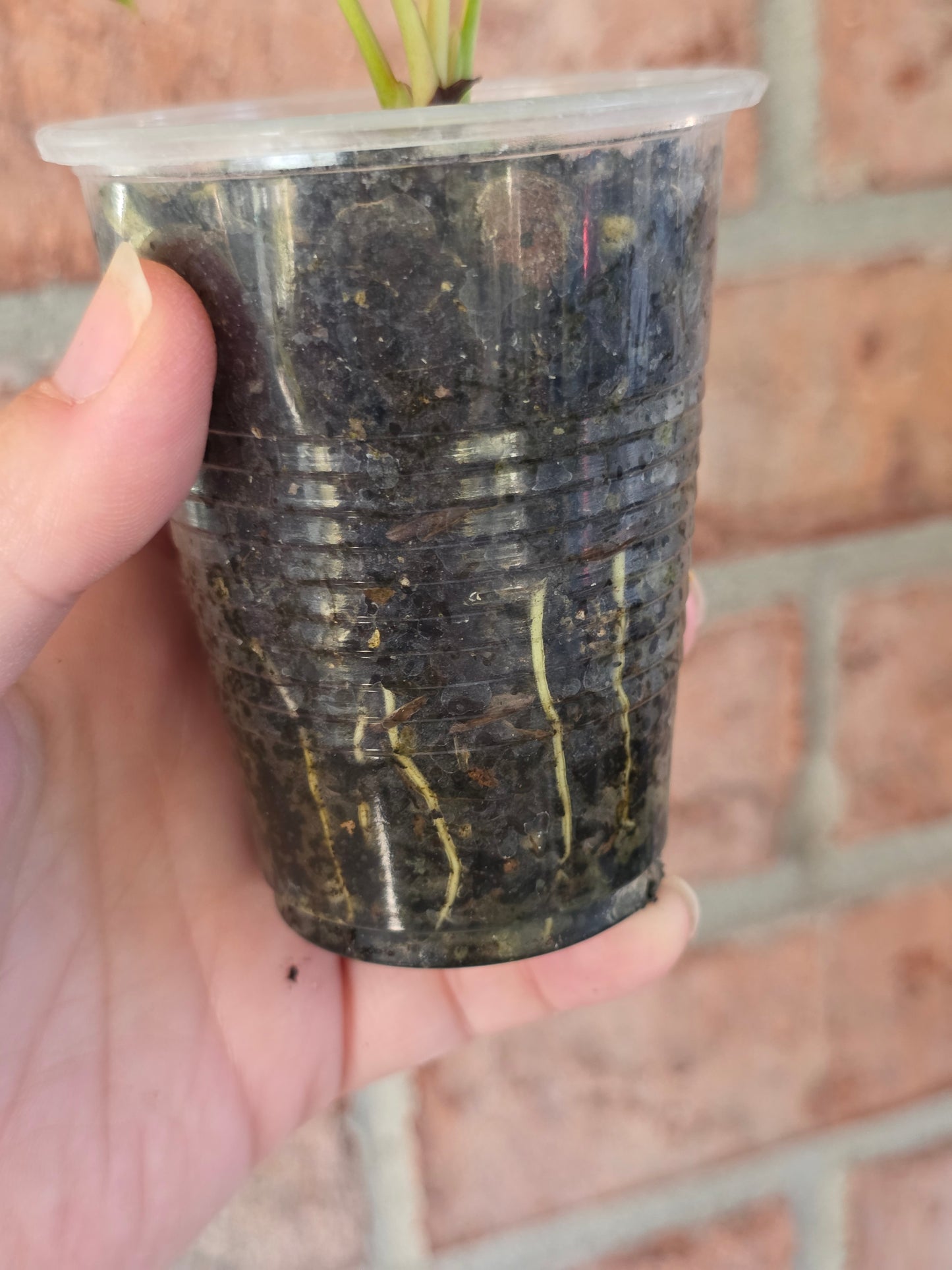 Homalomena Rubsecens Peach/Aurea