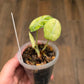 Alocasia Ninja Splash