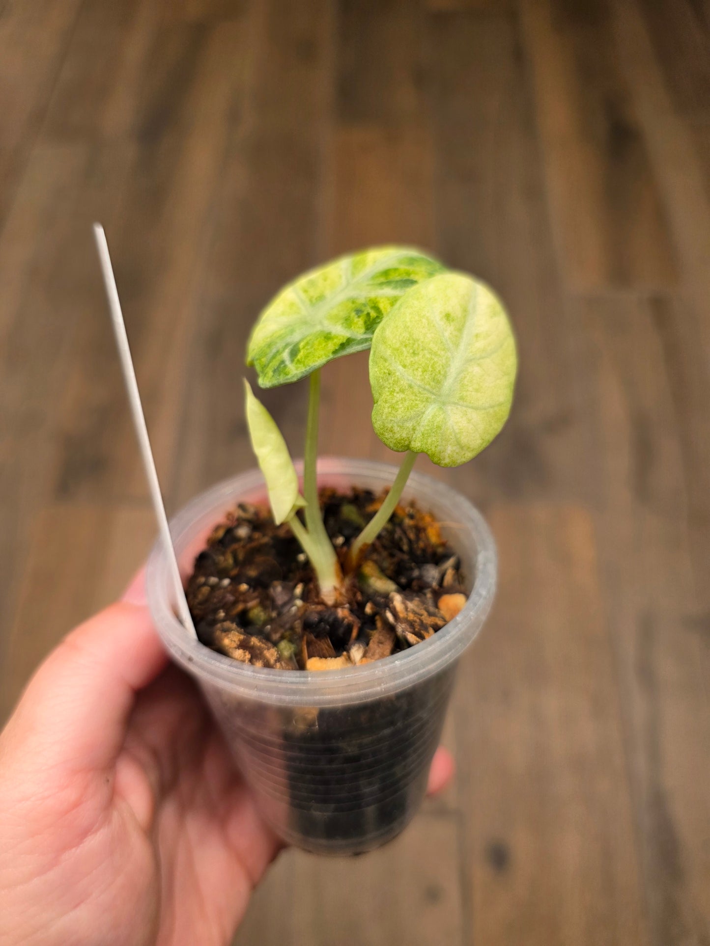 Alocasia Ninja Splash