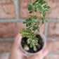 Phyllanthus Urinaria Pink Variegated
