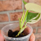 Philodendron Hederaceum Albo
