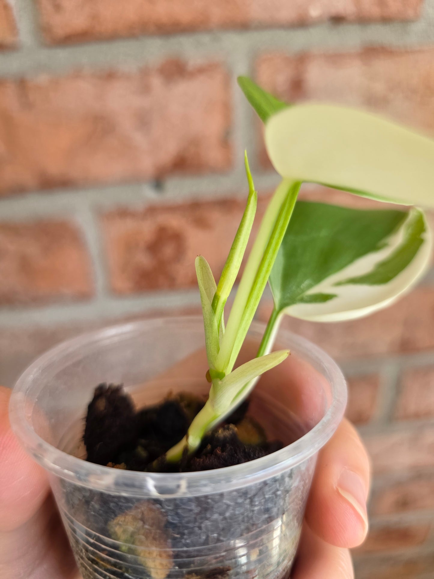 Philodendron Hederaceum Albo