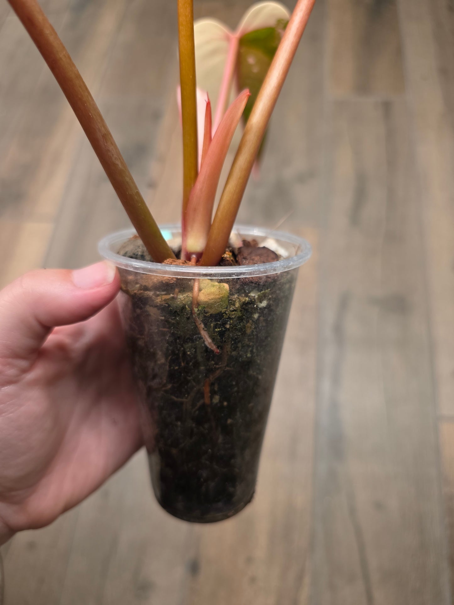 Philodendron Dark Lord Albo/Pink