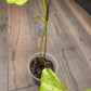 Anthurium Pterodactyl Variegated
