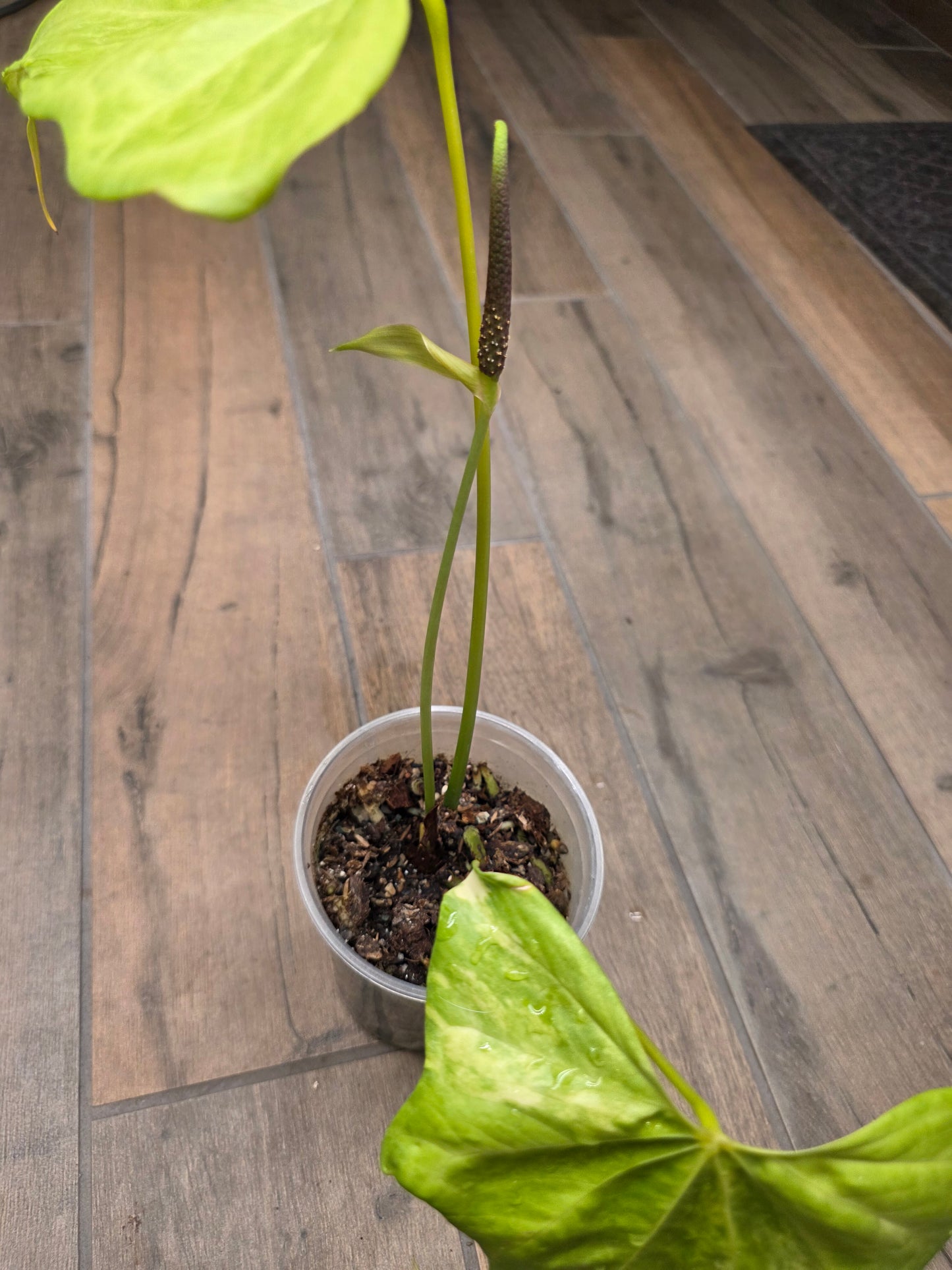 Anthurium Pterodactyl Variegated