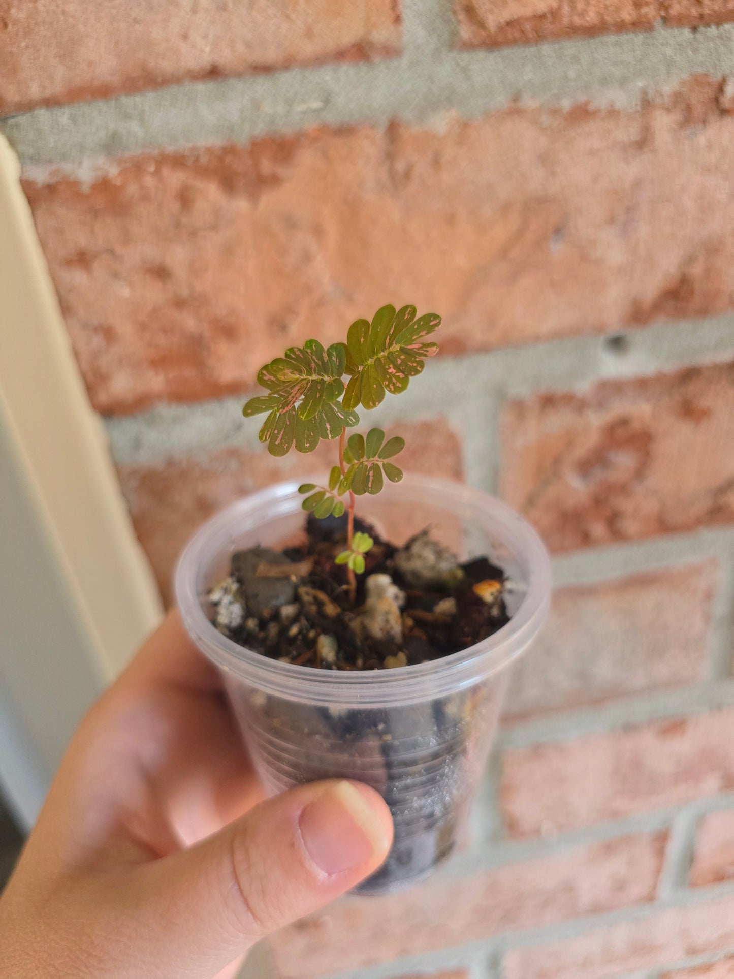 Phyllanthus Urinaria Pink Variegated