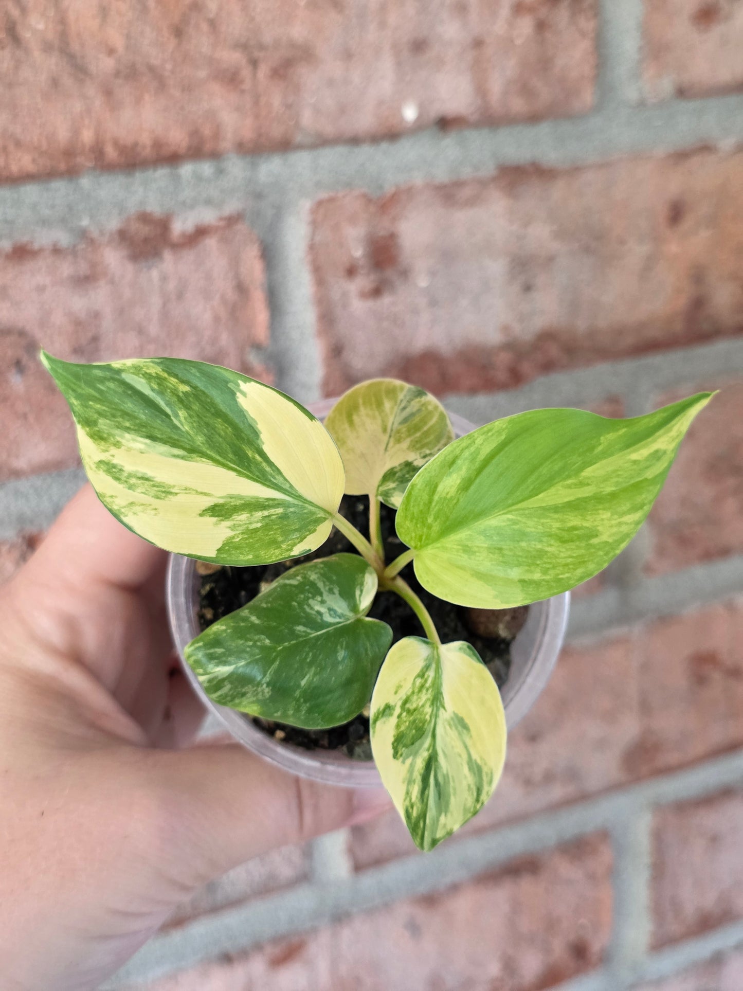 Homalomena Rubsecens Peach/Aurea