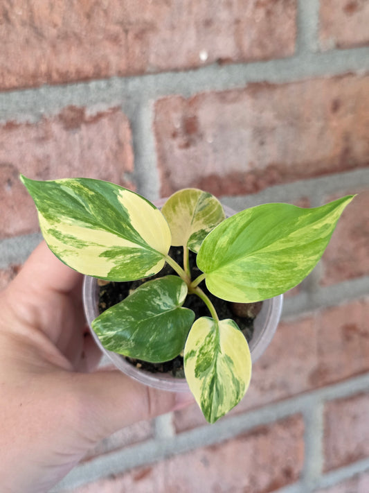 Homalomena Rubsecens Peach/Aurea