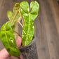 Philodendron Billietiae X FL Beauty Variegated 'Jennifer'