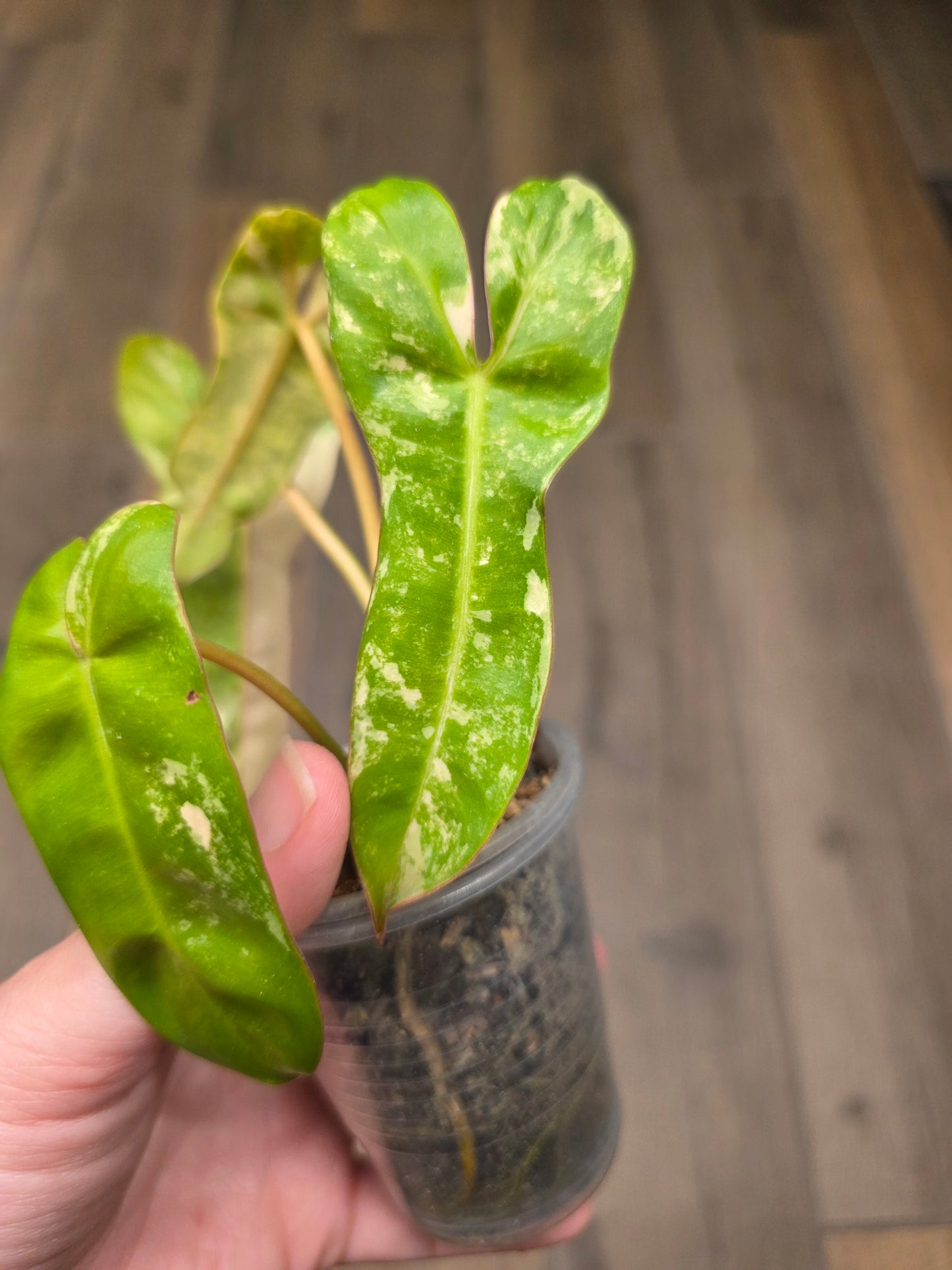 Philodendron Billietiae X FL Beauty Variegated 'Jennifer'
