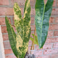 Philodendron Billietiae Variegated