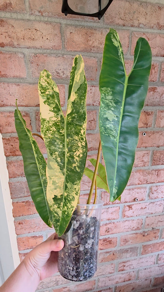 Philodendron Billietiae Variegated
