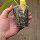 Philodendron Florida Beauty X Mayoii Variegated