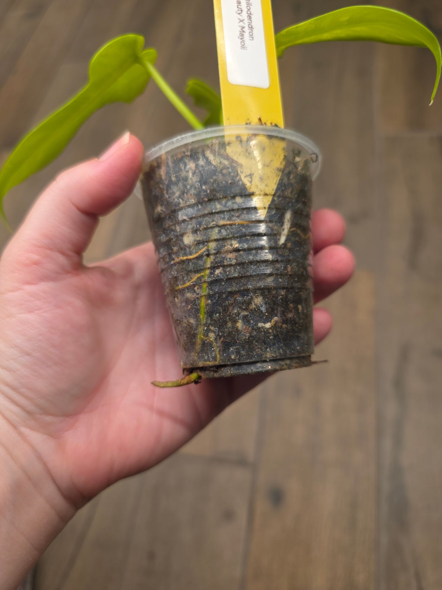 Philodendron Florida Beauty X Mayoii Variegated