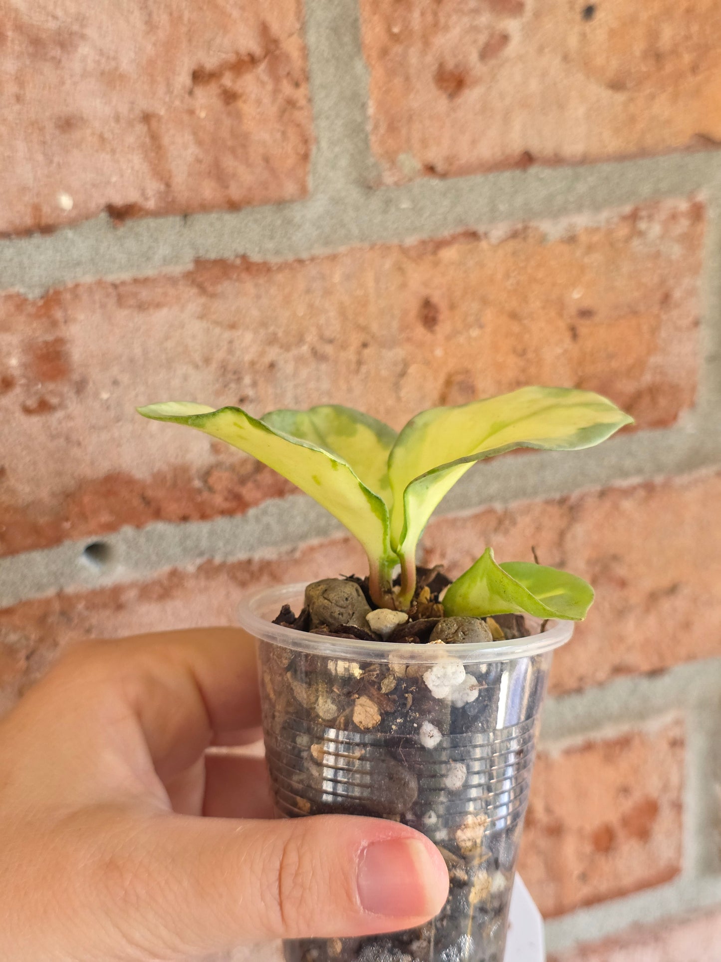 Hoya Argentea Princess