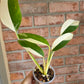 Epipremnum Giganteum Albo Variegated 'White Pearl'