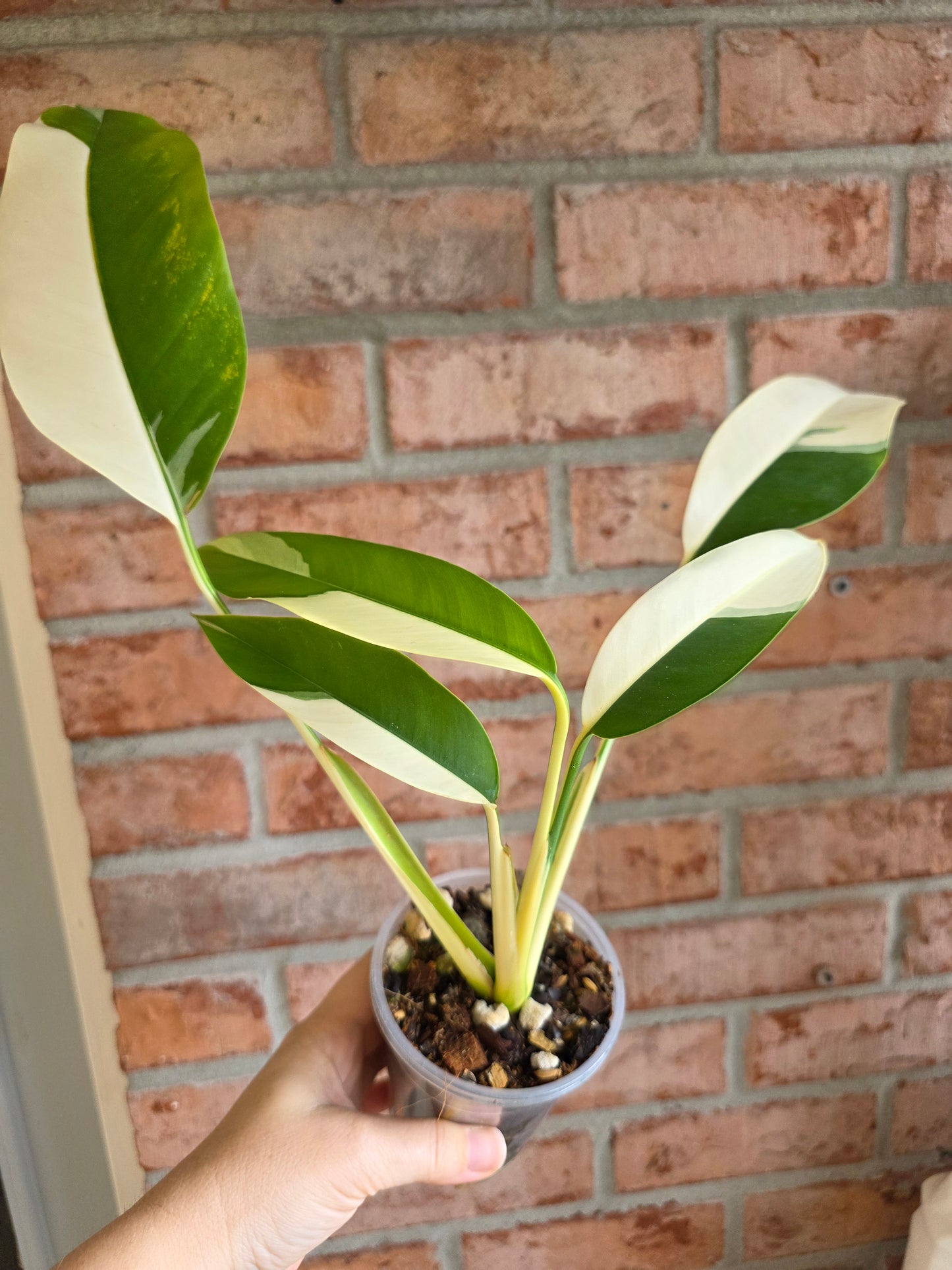 Epipremnum Giganteum Albo Variegated 'White Pearl'