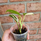 Philodendron Hederaceum Albo