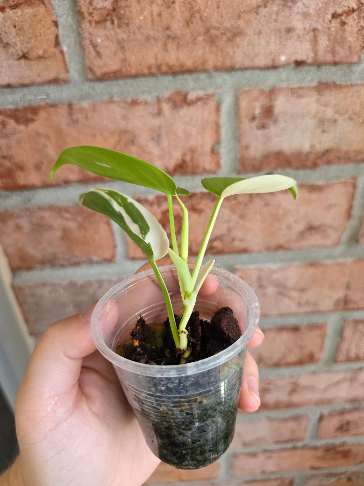 Philodendron Hederaceum Albo
