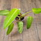 Philodendron Whipple Way