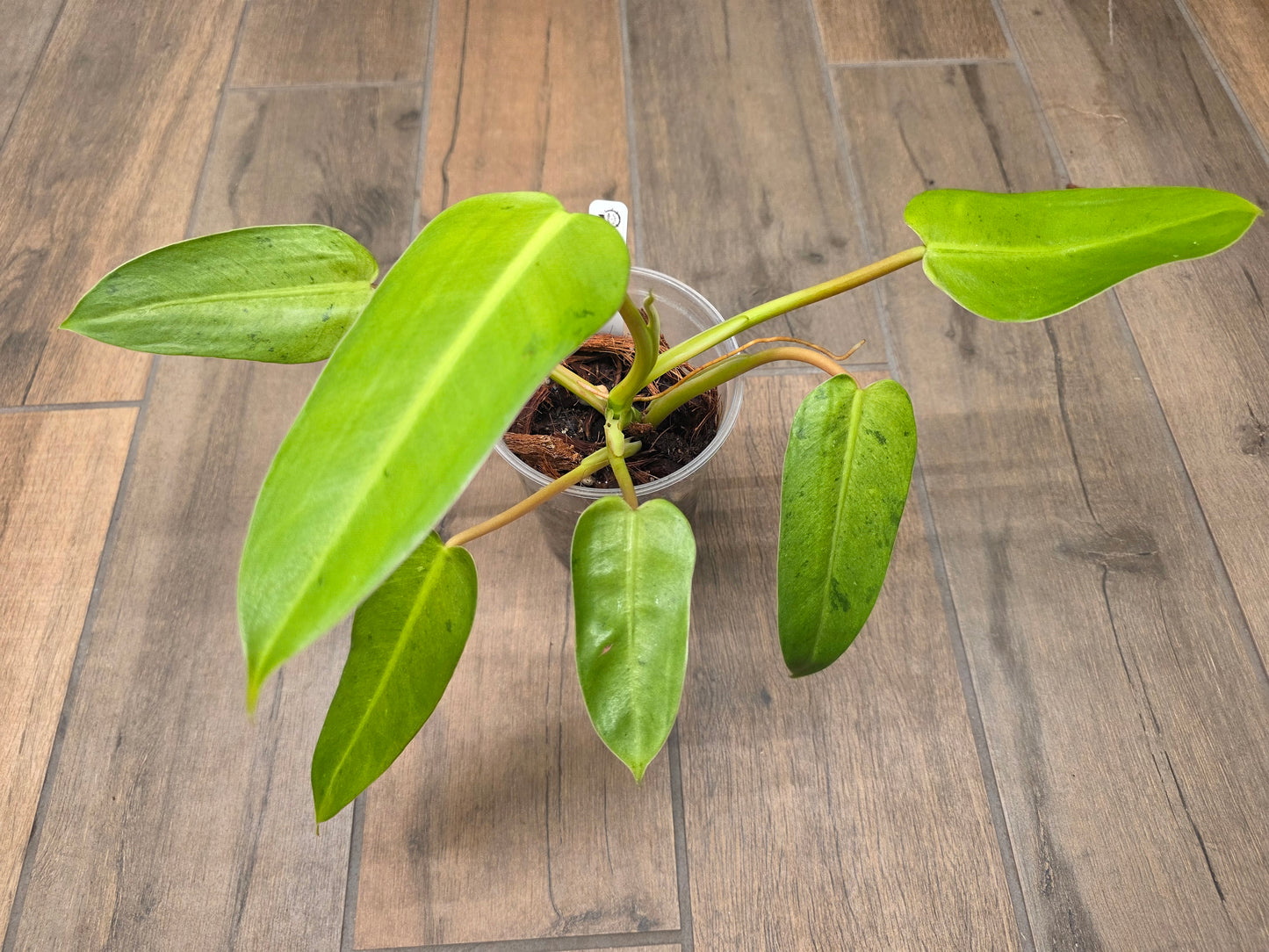 Philodendron Whipple Way