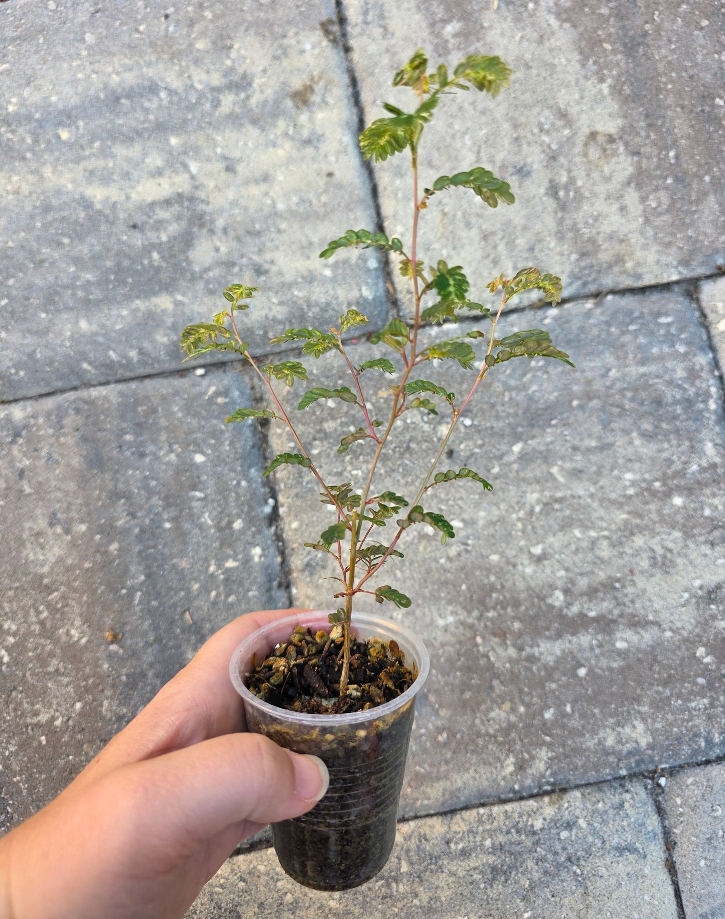 Phyllanthus Urinaria Variegated