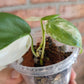 Philodendron Hederaceum Albo Variegata