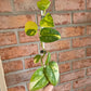 Scindapsus Argryaeus Sentarum