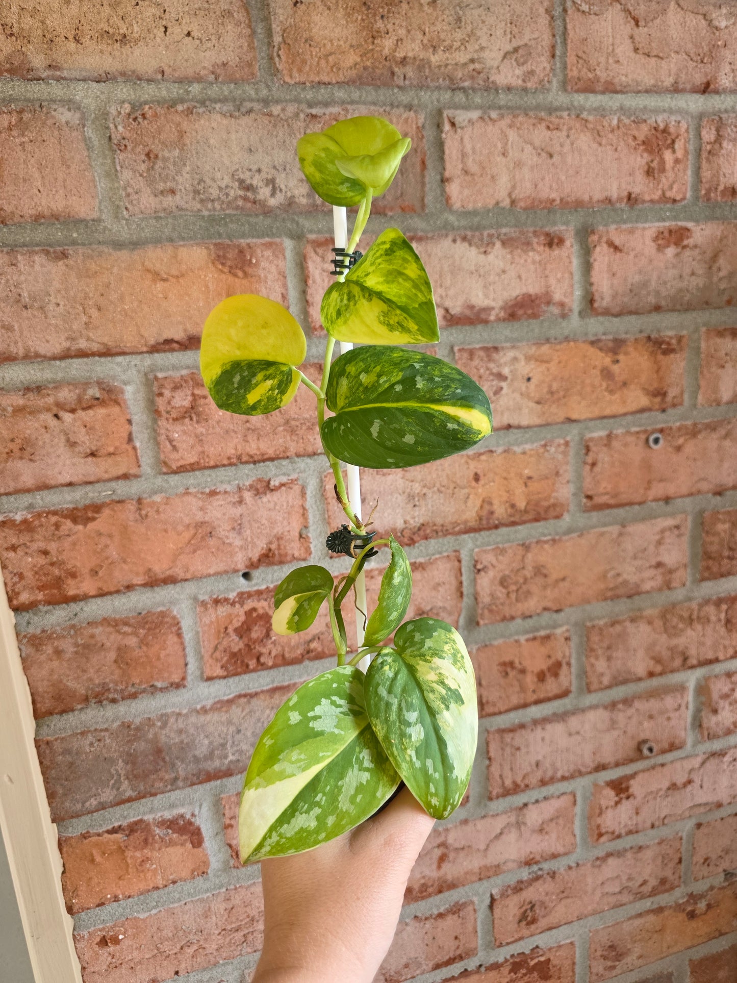 Scindapsus Argryaeus Sentarum