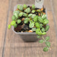 Dischidia Nummularia Variegated