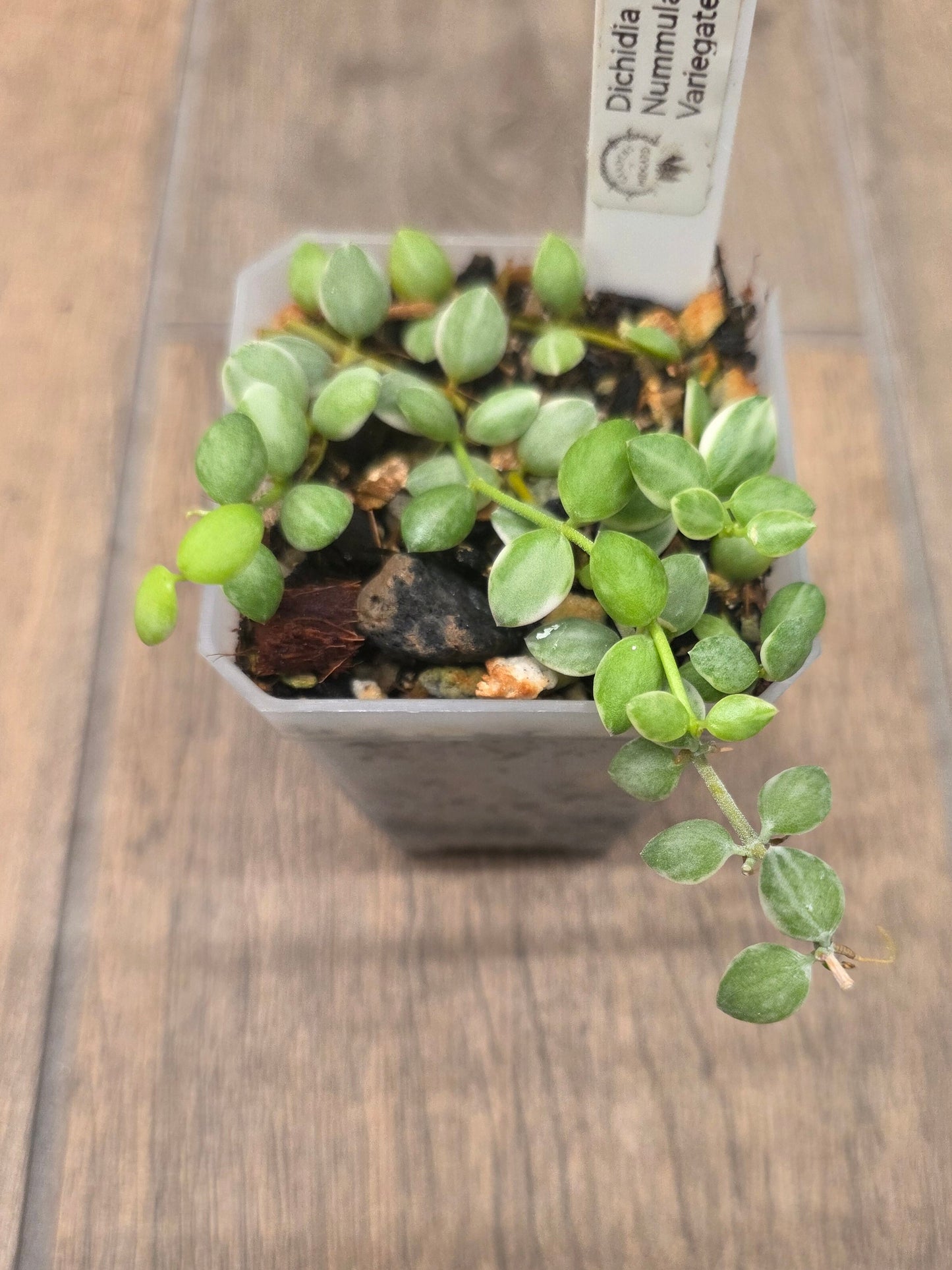Dischidia Nummularia Variegated