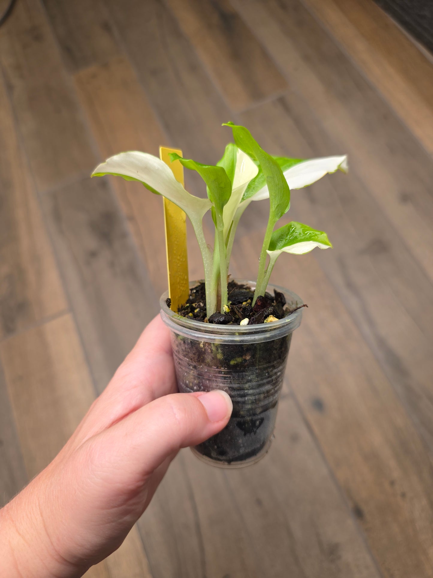 Kaempheria Galanga Albo Variegata