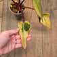 🦄  EXCLUSIVE- Philodendron Phantom Flame 🦄