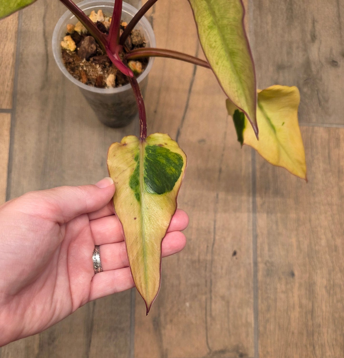 🦄  EXCLUSIVE- Philodendron Phantom Flame 🦄