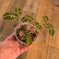 Phyllanthus Urinaria Variegata