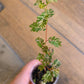 Phyllanthus Urinaria Pink Variegated (2 in 1)