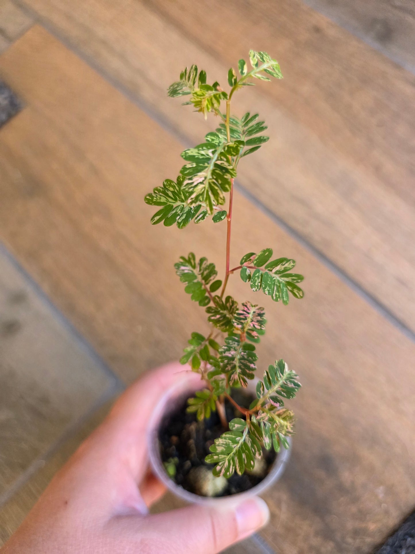 Phyllanthus Urinaria Pink Variegated (2 in 1)