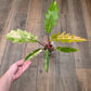 Philodendron Caramel Marble