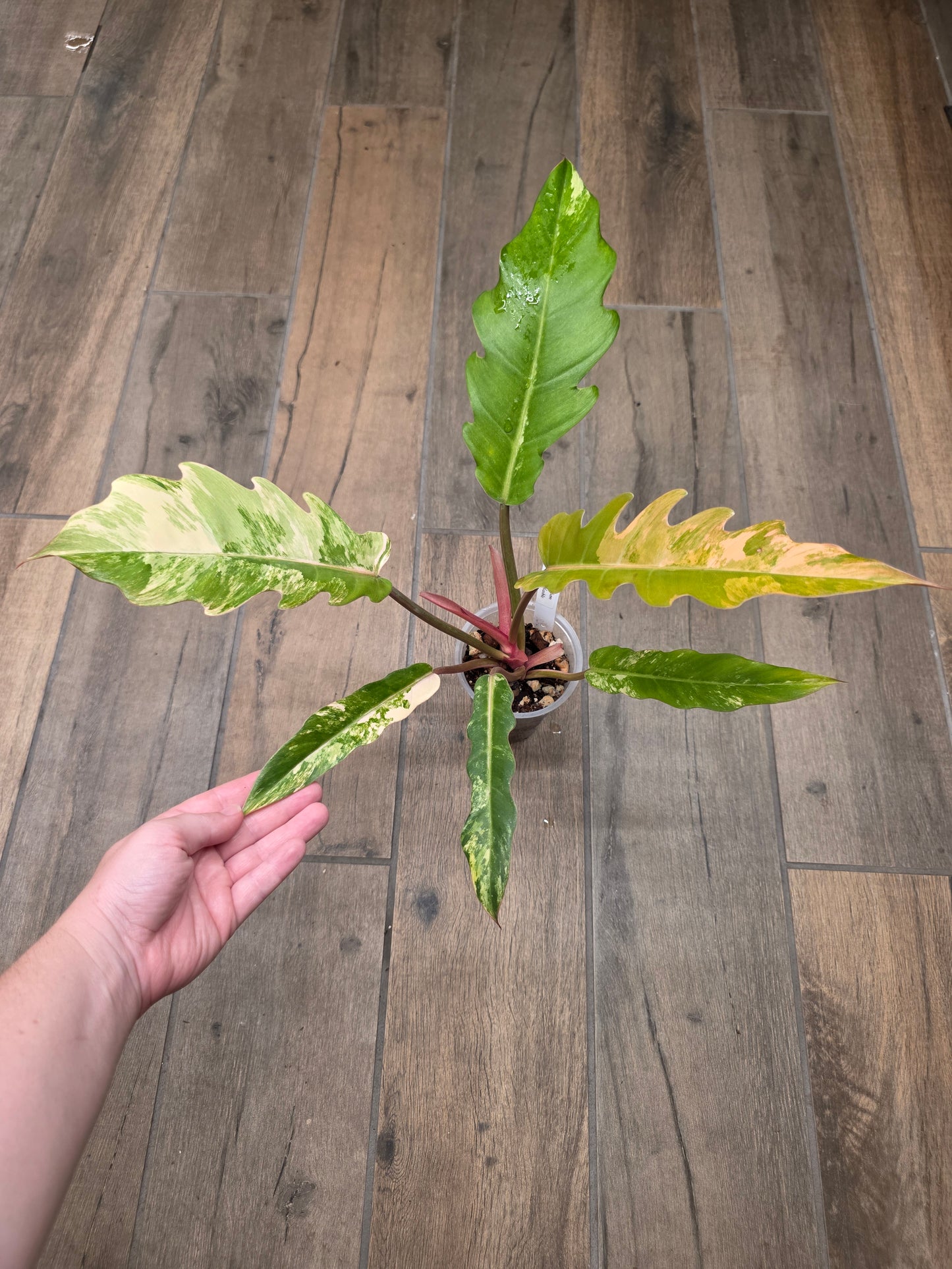 Philodendron Caramel Marble