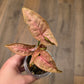 Syngonium Mosaic