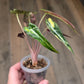 Alocasia Bambino Aurea Variegata