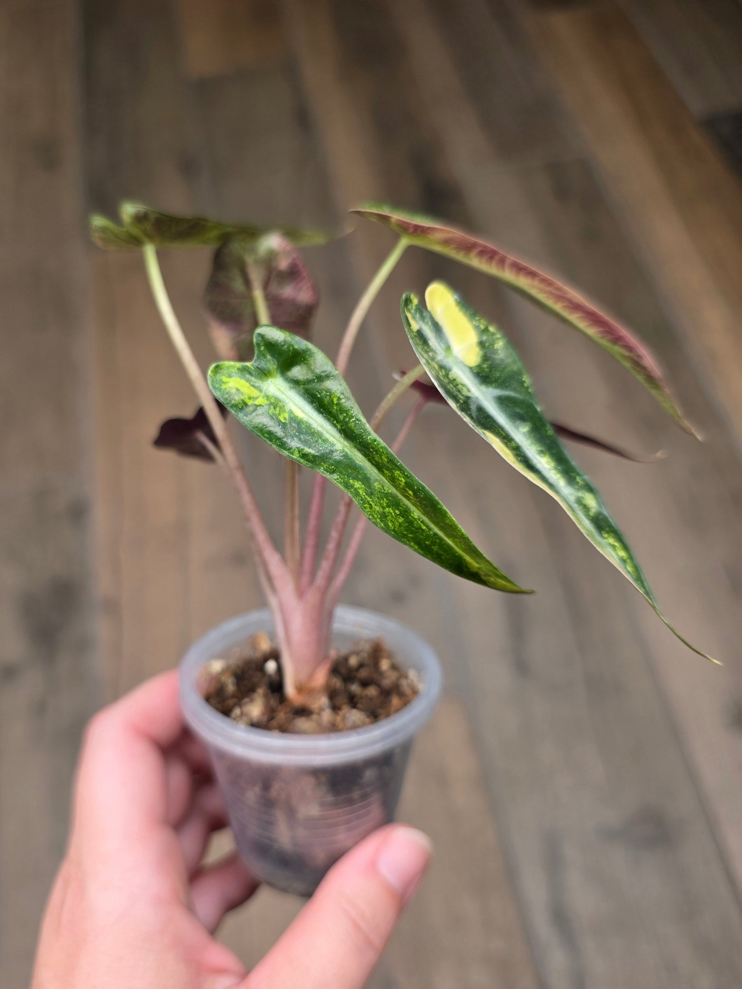 Alocasia Bambino Aurea Variegata