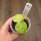 Alocasia Ninja Splash