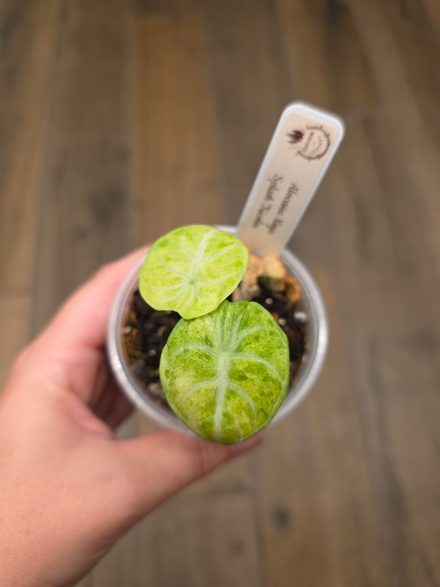 Alocasia Ninja Splash