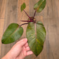 Philodendron Orange Princess