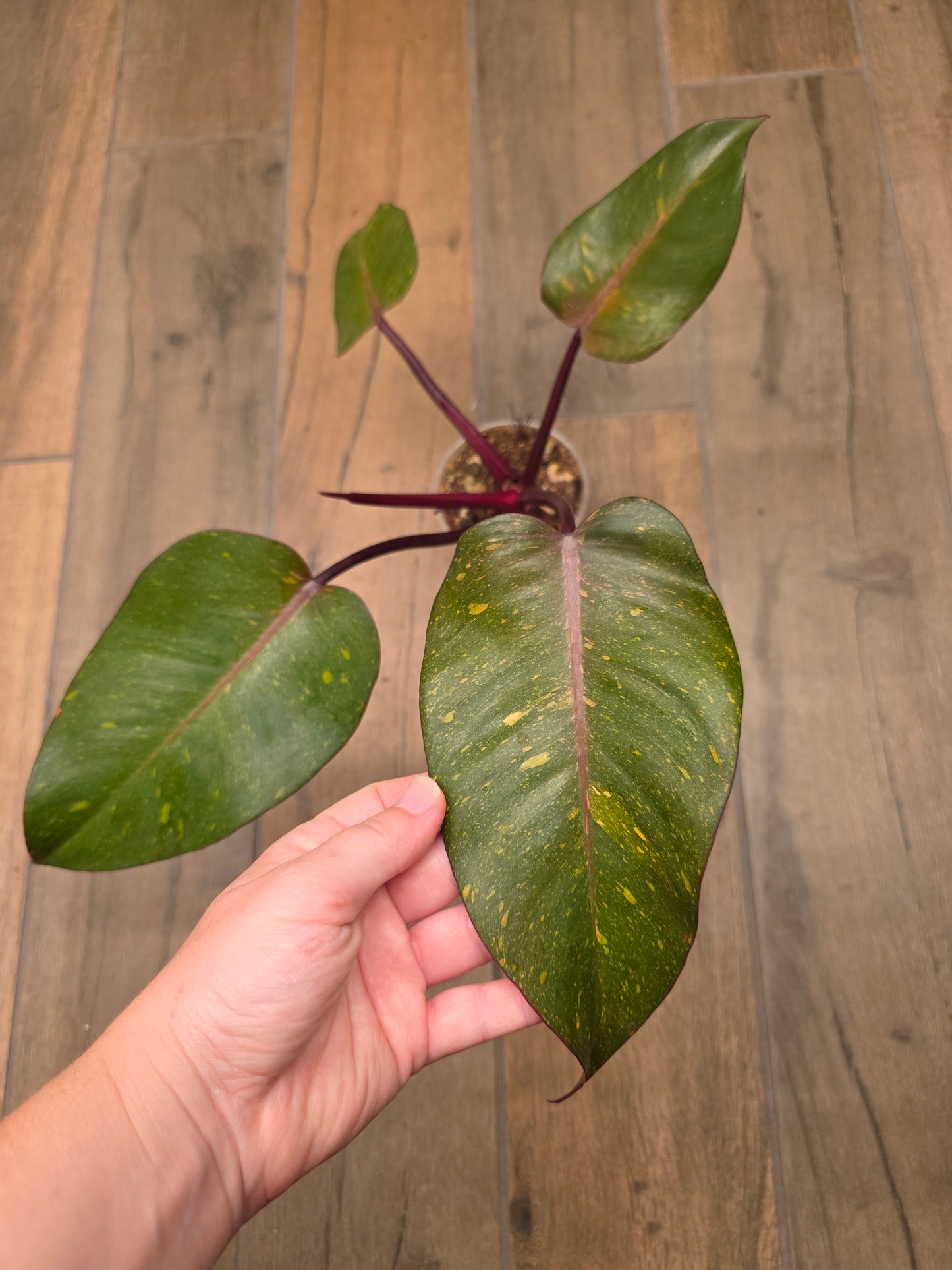 Philodendron Orange Princess