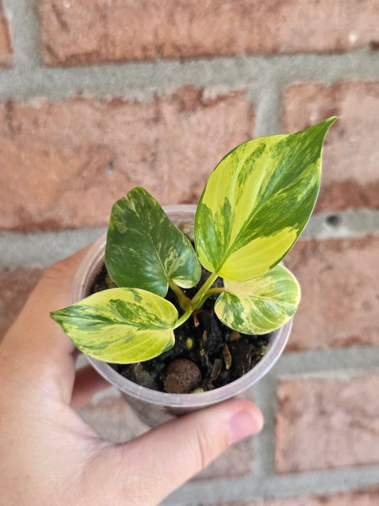 Homalomena Rubsecens Peach/Aurea